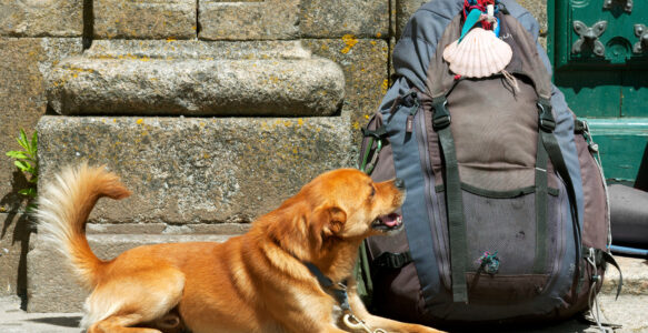 Voyager avec un animal de compagnie sur les chemins de Compostelle